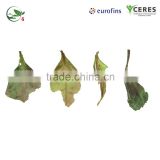 Germany CERES Organic Certified Imperial White Peony ( Bai Mu Dan ) Tea thumbnail-2