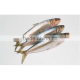 Frozen sardine and mackerel fish