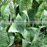Golden Green Sansevieria for Indoor Ornamental Bonsai Plants thumbnail-4