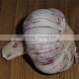 Perfect High Quality Garlic