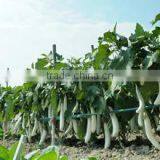 Guangzhou Lead You Seed Co., Ltd. company overview - view 2 thumbnail