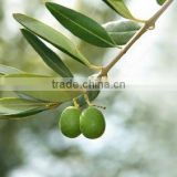 Olive Leaf Extract in bulk