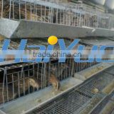 H type quail cage construction
