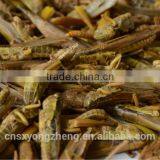 Organic Food Dried Grasshoppers thumbnail-1