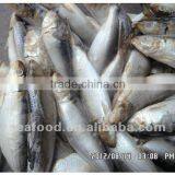Whole Round Sardine,New Arrivals thumbnail-1