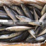 Frozen Pacific Mackerel/frozen Japanese Mackerel thumbnail-6