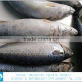 Best Price Frozen Fish Frozen Mackerel 400-600g thumbnail-3