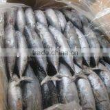 Frozen Bonito (4-5pcs) thumbnail-1