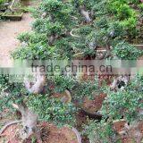 Ulmus Pumila S Shape Bonsai thumbnail-1