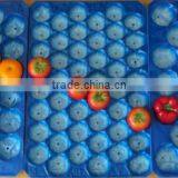 Plastic Fruit Tray Displaying Fruit thumbnail-4