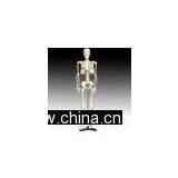 Medium Skeleton 85CM Tall thumbnail-1