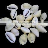 Trumpet Shell Cowry Shell Beads thumbnail-1