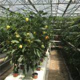 Парник для гидропонного выращивания огурцов/томатов/перцев thumbnail-3