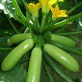 Strong Growth Jade Green High Yield Zucchini Seed No.78 thumbnail-4