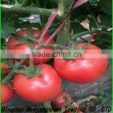 China Tomato Top Quality Competitive Price/fresh Tomato thumbnail-1