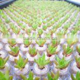 Miniplant "Rock Flower" thumbnail-3