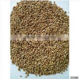 Coriander Seeds thumbnail-2