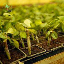 Custom Size 5.5*6.5mm Length Silicone Rubber Grafting Tube Clips for Rose Graft thumbnail-3