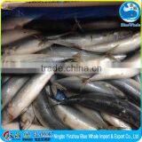 Marketing Grade 200-300g Frozen Egypt Pacific Mackerel thumbnail-4