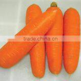 High Quality Fresh Carrot Organic Carrot for Sale thumbnail-1