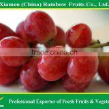 Fresh Fruit of Yunnan Red Globe Grape With Good Taste Grapes Peru Seedless Grapes thumbnail-4