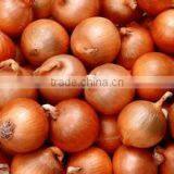Best Selling Products Natural Yellow and Red Onion in Low Price