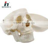 Model of Adult Skull thumbnail-2