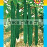 Ridge Seeds f1 Vegetable Seeds