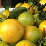 Juicy Chinese Orange /summer Orange thumbnail-1