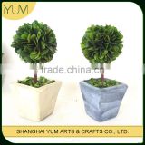 potted dry boxwood ball tree for table decoration