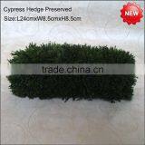 Mini Cube Boxwood Preserved thumbnail-3