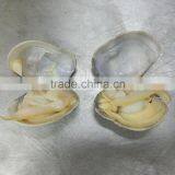Frozen Delicious Variegated Clams Top Quality Low Price thumbnail-2