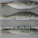 Frozen Horse Mackerel IQF thumbnail-2