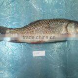 Rohu, Koi thumbnail-1