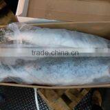 Atlantic Salmon thumbnail-4