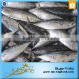 Hot Selling 18 Months Shelf Life Cleaned Bonito thumbnail-3