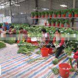 Home Decoration Ornamental Plants Spiral Lucky Bamboo thumbnail-3