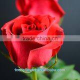 Export Fresh Cut Rose Flowers Carola Roses Fresh Cut Flowers Colombia thumbnail-6