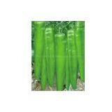 Pepper Seeds 5101 thumbnail-1