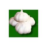 China garlic(fresh)