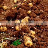 Agriculture Implements PTO Driven Small Potato Harvester thumbnail-7