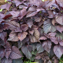 700pcs Shiso Vegetable Seeds for Gardening Red Purple Perilla Frutescens Var Crispa Seeds-vegetables-dropshipping thumbnail-3