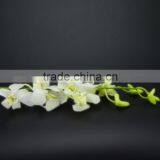 Gift Classical Decor Flower Orchid White thumbnail-5