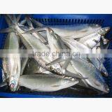 Milkfish - Whole Round Boneless