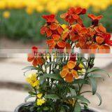 Common Wallflower ,Cheiranthus Cheiri Linn.flower Seed,herb Seed,vegetalbe Seed,fruit Seed,grass Seed thumbnail-6
