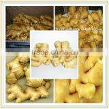 dry ginger /dried ginger / fresh ginger