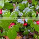 WINTERGREEN LEAVES thumbnail-1