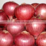 Onion seeds in india`