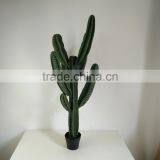 CHY030929 Landscaping Decprative Cactus/Real Touch Lucky Cactus Sale thumbnail-2