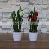 Table Artificial Mini Saussurea Flower Bonsai for Home and Commercial Decoration thumbnail-5